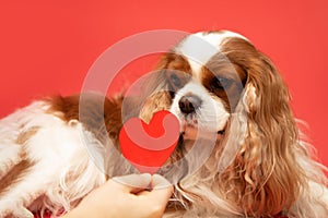 Cute lover valentine cavalier king charles spaniel with red heart, on red background. Owners hand hold out heart to dog