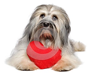 Cute lover Valentine Havanese dog with a red heart