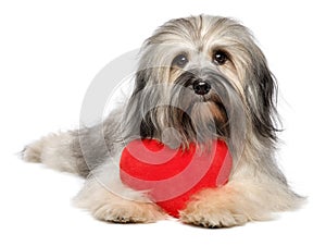 Cute lover Valentine Havanese dog with a red heart