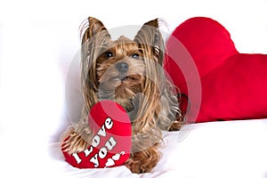 A cute lover valentine yorkshire terrier boy dog with a red hear