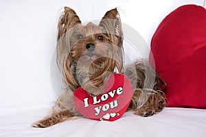 A cute lover valentine yorkshire terrier boy dog with a red hear