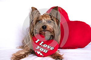 A cute lover valentine yorkshire terrier boy dog with a red hear