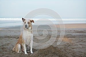 Cute loyal dog sitting on beach front