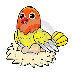 Cute lutino lovebird cartoon with eggs in the nest