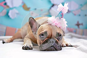 Cute lying brown female French Bulldog dog with pink birthday hat and baby blue background