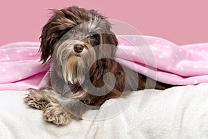 Cute lying chocolate Havanese dog in a bed