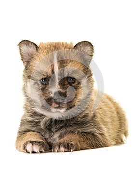 Cute lying down pomsky puppy