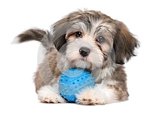 Cute lying havanese puppy with a blue toy ball