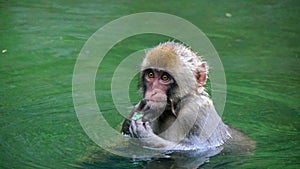Cute macaque in hot tub in Jigokudani snow monkey park