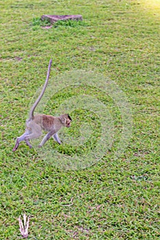 Cute macaque monkey monkey running on the lawns grass surface at ancient kingdom, Siem Reap, Cambodia.dom, Siem Reap, Cambodia