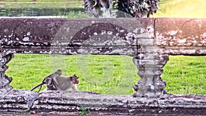 Cute macaque monkey with mother monkey running on the lawns grass surface at ancient kingdom, Siem Reap, Cambodia