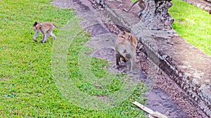 Cute macaque monkey with mother monkey running on the lawns grass surface at ancient kingdom, Siem Reap, Cambodia