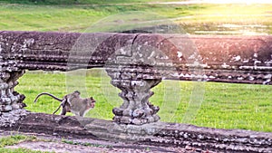 Cute macaque monkey with mother monkey running on the lawns grass surface at ancient kingdom, Siem Reap, Cambodia