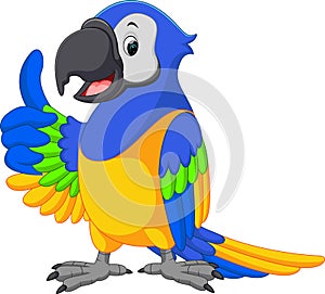 Cute macaw cartoon