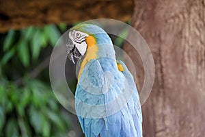 Cute macaw parrot on the perch