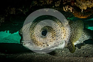 Cute macro creatures underwater off the Dutch Caribbean island of St Maarten