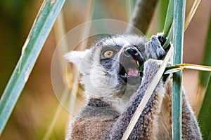 Cute madagascar ring-tailed lemur eating in the forest