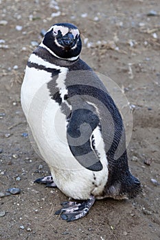 Cute magellanic penguin at magdalena island