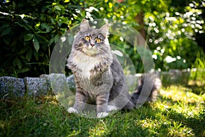 Cute maine coon cat in garden