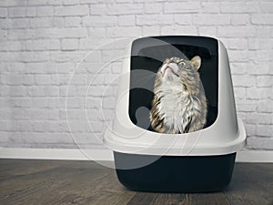 Cute maine coon cat sitting in a closed llitter box and looking curious up.