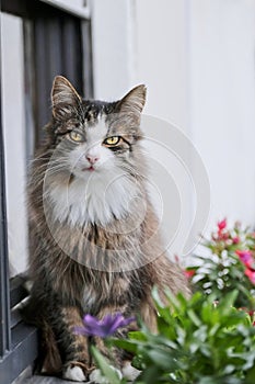 Cute maine coon cat sitting on the window sill.