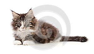 Cute maine coon kitten lying