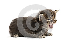 Cute Maine coon kitten meowing