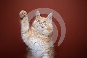 cute maine coon kitten playing raising paw