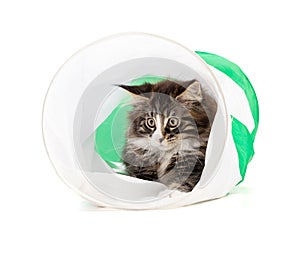 Cute maine coon kitten playing in a tunnel