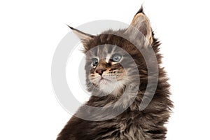 Cute Maine Coon kitten portrait