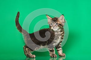 Cute Maine coon kitten standing on green bacground