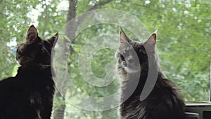 Cute maine coon kittens sitting on the window and looking on the summer landscape. 3840x2160