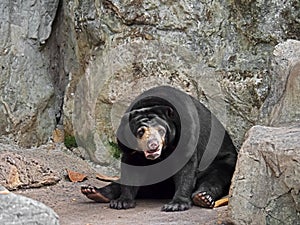 Cute Malayan Sun Bear Sit on The Ground