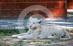 Cute Male African White Lion Cub resting in it's natural habitat.