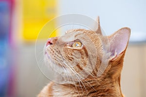 Cute male cat looking up, background colorful and blurry. photo