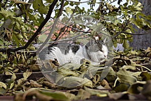 A cute male cat lying in fallen leaves