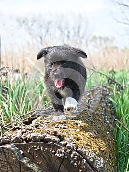 A cute male cream and black nosed Alsatian