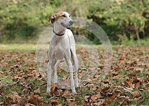 Cute male dog in a autumn scenery