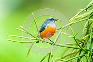 Cute a male Orange-bellied Flowerpecker is perching on green branch of epiphyte