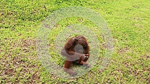 A cute male orangutan sits on the grass and plays with a shell. Orangutans have good time in the ZOO Park. An ape sits