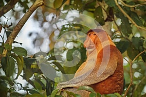 Cute male Proboscis Monkey (Nasalis larvatus) sitting on a tree