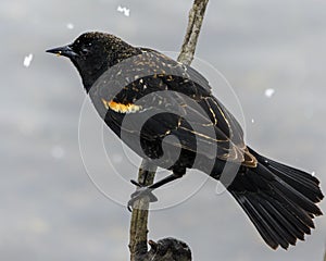 Cute male red winged blackbird