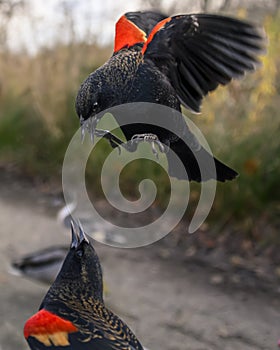 Cute male red winged blackbird flying