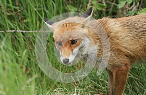 A cute male wild Red Fox, Vulpes vulpes, hunting in a field in spring.