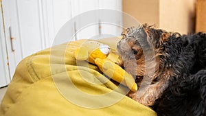 Cute male Yorkshire terrier puppy biting her yellow soft toy