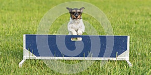 Cute mall Jack Russell Terrier dog is jumping fast over a hurdle