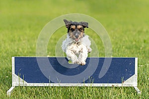 Cute mall Jack Russell Terrier dog is jumping fast over a hurdle