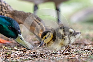 Cute Mallard duckling Anas platyrhynchos feeding with parent