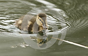 A cute Mallard duckling Anas platyrhynchos hunting for food in a river.