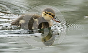 A cute Mallard duckling Anas platyrhynchos hunting for food in a river.